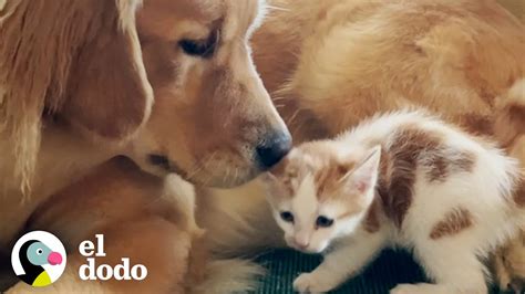 Mujer encuentra a sus perros haciendo lo más lindo con el